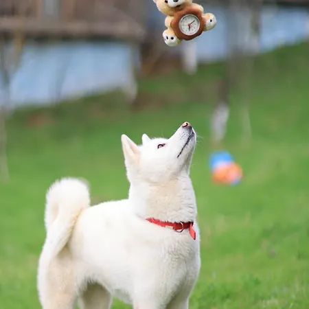 Shtepizat E Rames Agroturizem 펜션 *